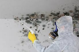 Why You Should Choose Our Mold Remediation Services in Clarendon, AR